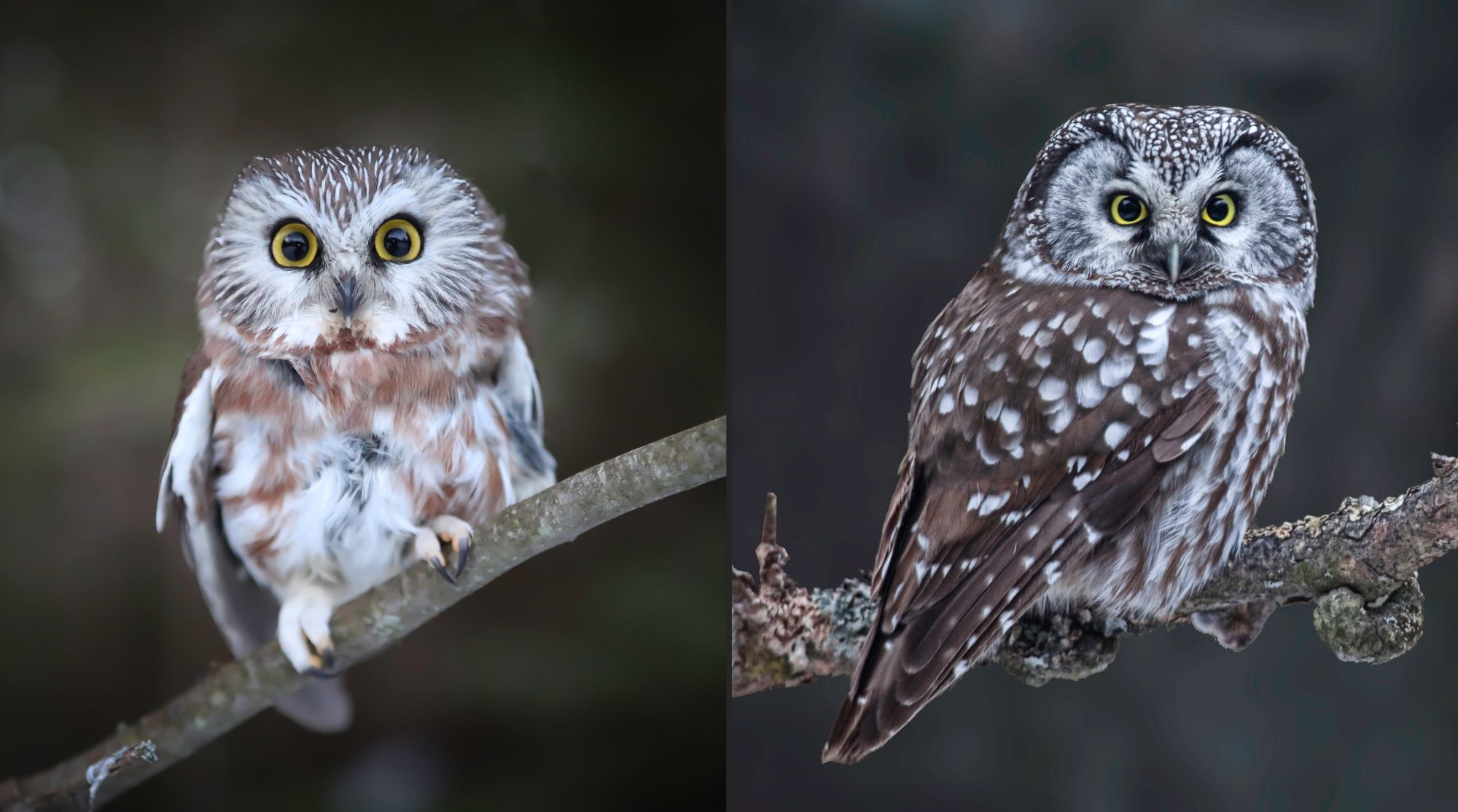 Small yellow eyed owl looking for a snag - Bioparc